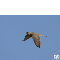 گونه ترمتای Merlin